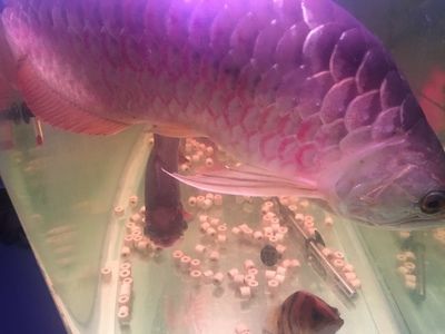 紅龍魚兇不兇：如何判斷紅龍魚的性格