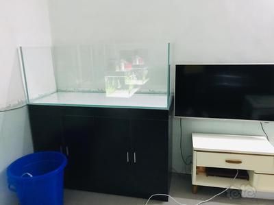 龍魚要養多久才大缸：龍魚的成長時間和是否需要轉到大缸飼養