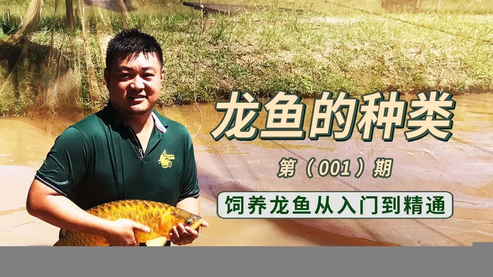 龍魚的主要品種有哪些？