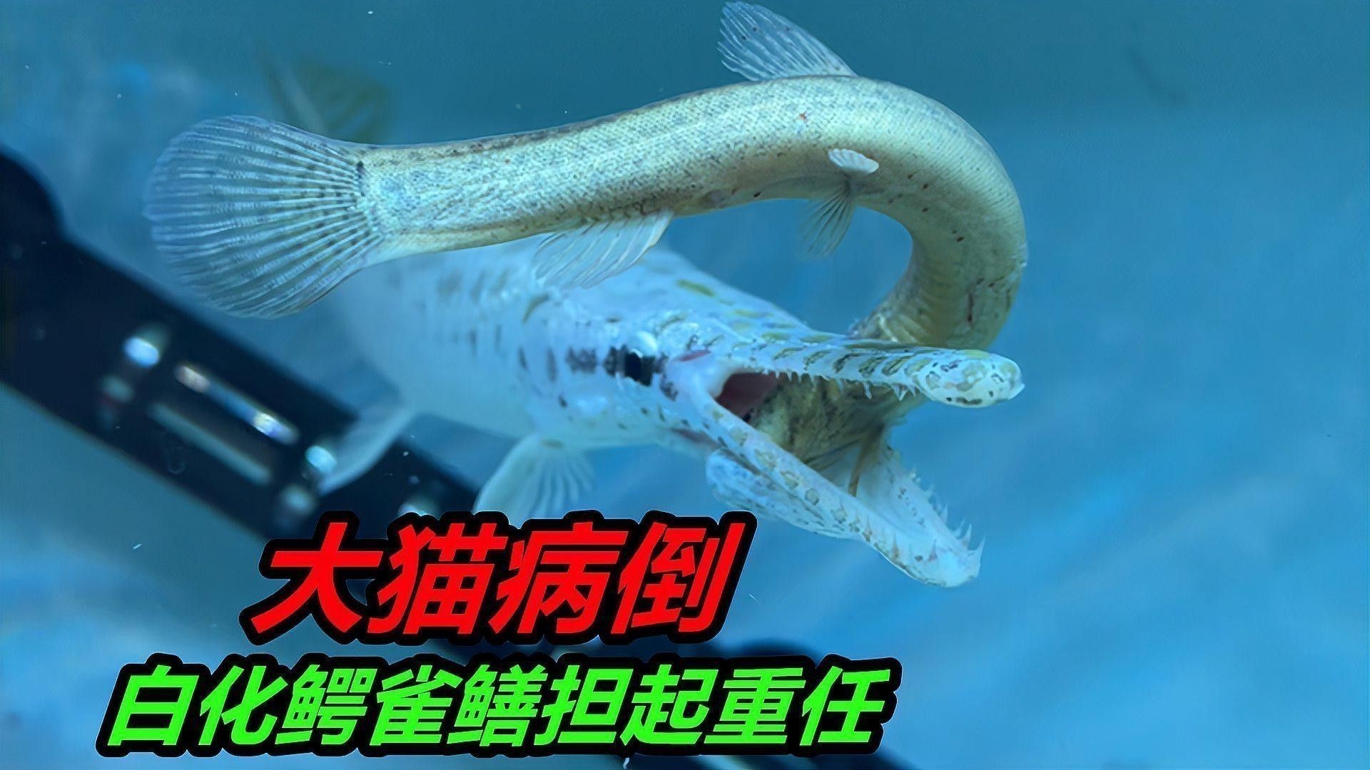 白子招財龍有哪些常見疾病