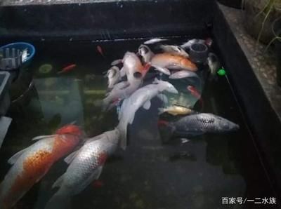 魚缸魚經常死什么原因（如何檢測魚缸水質是否合格）