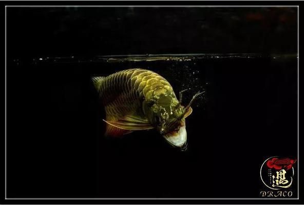龍魚喂小甲魚的處理方法：龍魚喂小甲魚的基本處理方法 龍魚喂小甲魚的處理方法：龍魚喂小甲魚的基本處理方法 龍魚百科 第5張