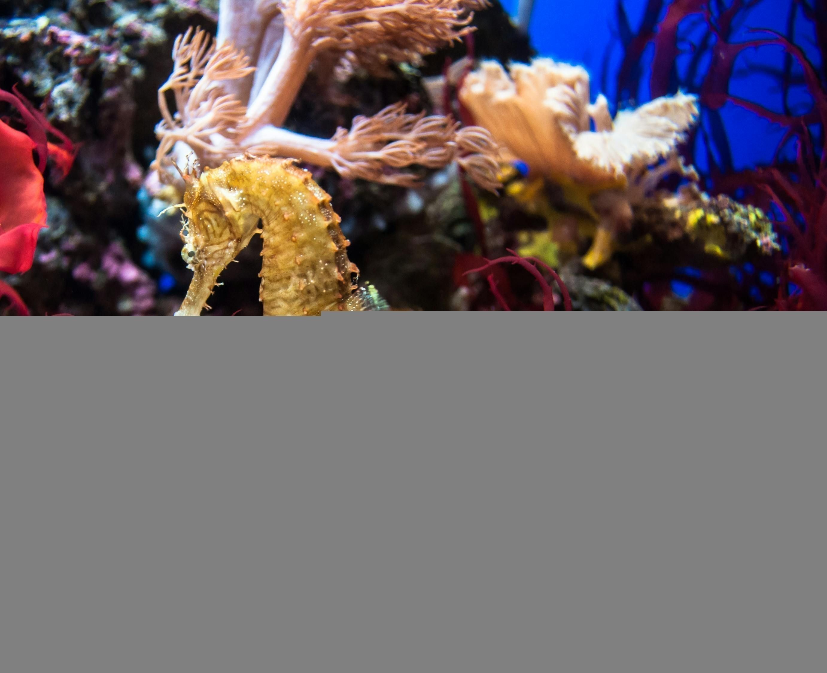 紅龍魚混養打架怎么辦視頻大全：紅龍魚混養打架怎么辦視頻大全教程