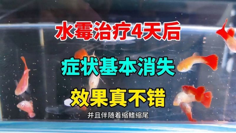 銀龍魚爛鰭多久能長好啊視頻