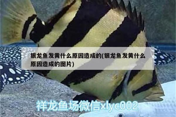 白子銀龍魚長大能變黃嗎怎么回事（白子銀龍魚長大后能否變黃）