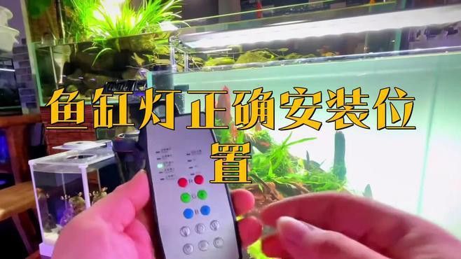 金龍魚燈光如何選擇？