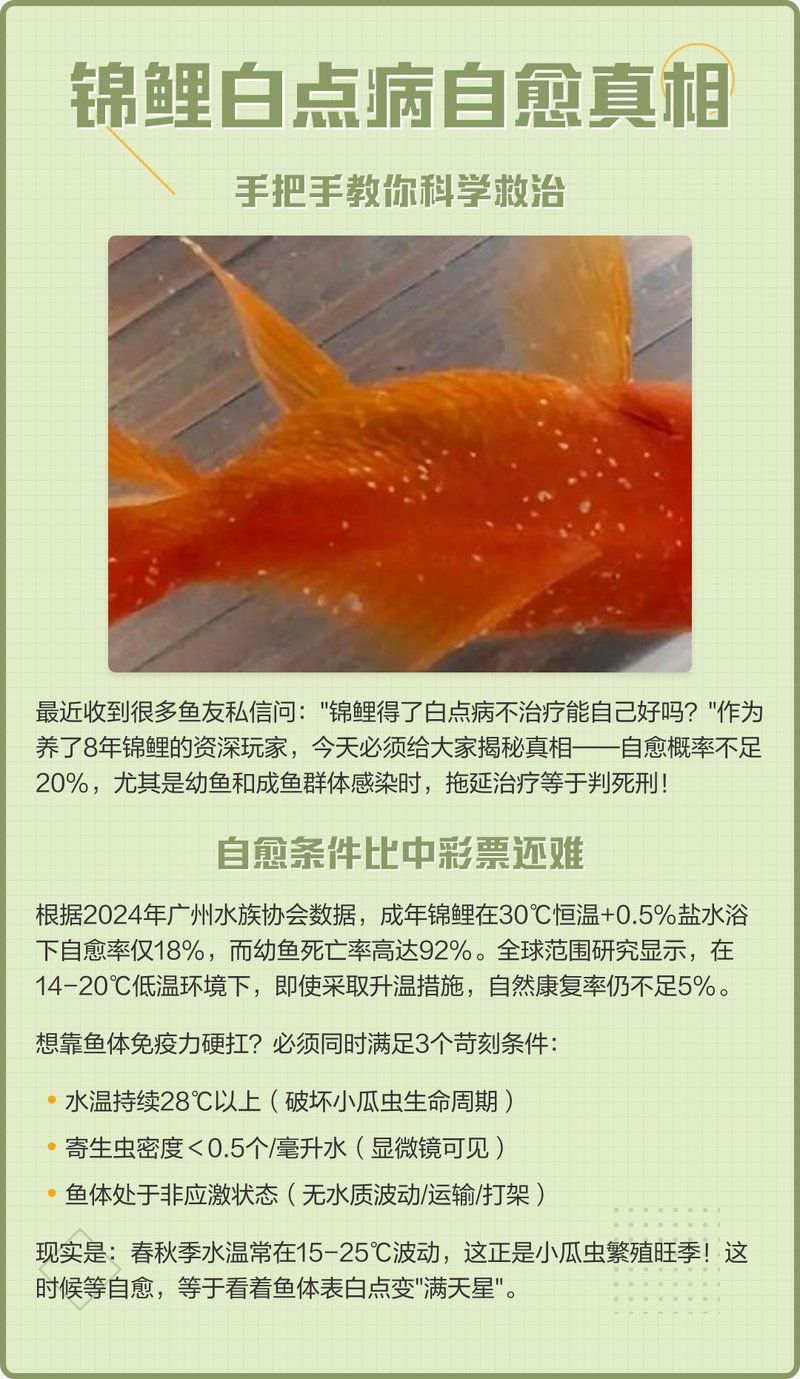 錦鯉白寫墨退了怎么辦