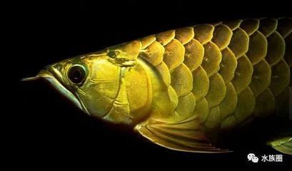 龍魚多少年的物種：龍魚是一種具有悠久歷史的淡水魚，其起源可以追溯到遠古時期