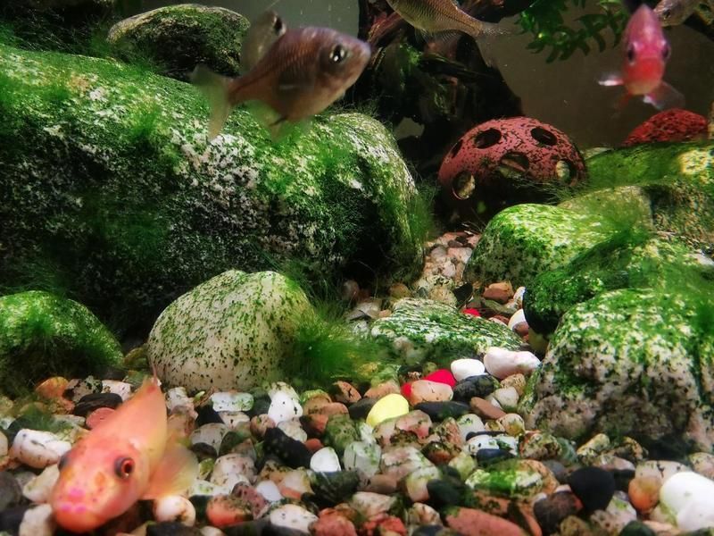 馬印水族魚缸最建議買哪一種
