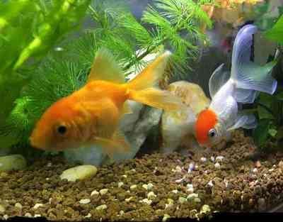 銀龍魚養(yǎng)兩條對財運(yùn)好嗎（養(yǎng)銀龍魚的風(fēng)水講究多）