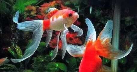 銀龍魚養(yǎng)兩條對財運(yùn)好嗎（養(yǎng)銀龍魚的風(fēng)水講究多）