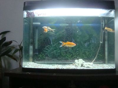 銀龍魚(yú)養(yǎng)兩條對(duì)財(cái)運(yùn)好嗎（養(yǎng)銀龍魚(yú)的風(fēng)水講究多）