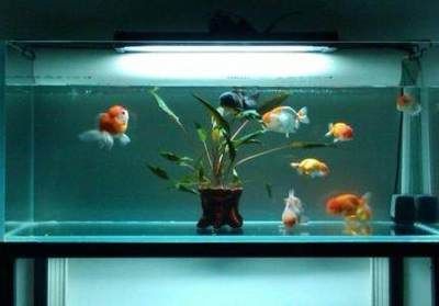 銀龍魚(yú)養(yǎng)兩條對(duì)財(cái)運(yùn)好嗎（養(yǎng)銀龍魚(yú)的風(fēng)水講究多）