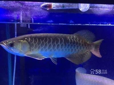 金龍魚和虎魚可以和什么魚混養一起養：金龍魚和虎魚可以和什么魚混養一起養一起養一起