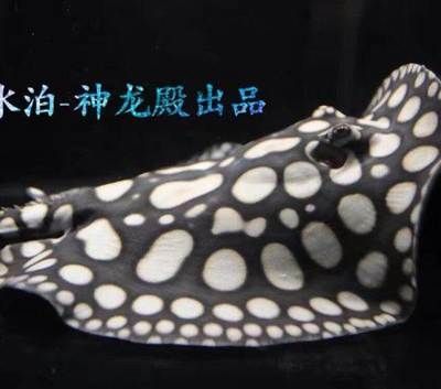 和興龍魚水族館：北京和興龍魚貿易