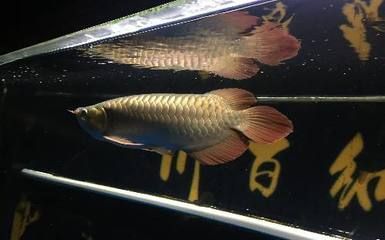 龍魚的治療方法：—二·二·十公分的幼魚
