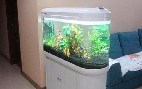 進門對著魚缸好不好，如何科學布置室內魚缸魚缸風水布局有哪些講究