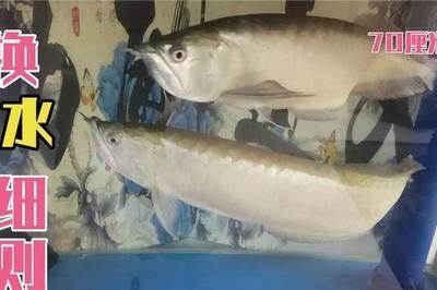 換水不當致龍魚死會影響主人嗎【如何正確給龍魚換水】