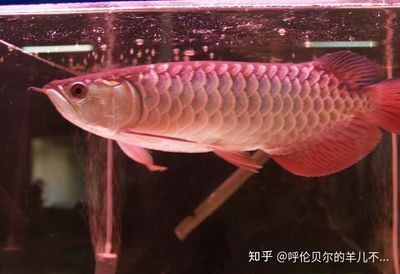 龍魚的營(yíng)養(yǎng)價(jià)值及功效與作用（龍魚的功效與作用）