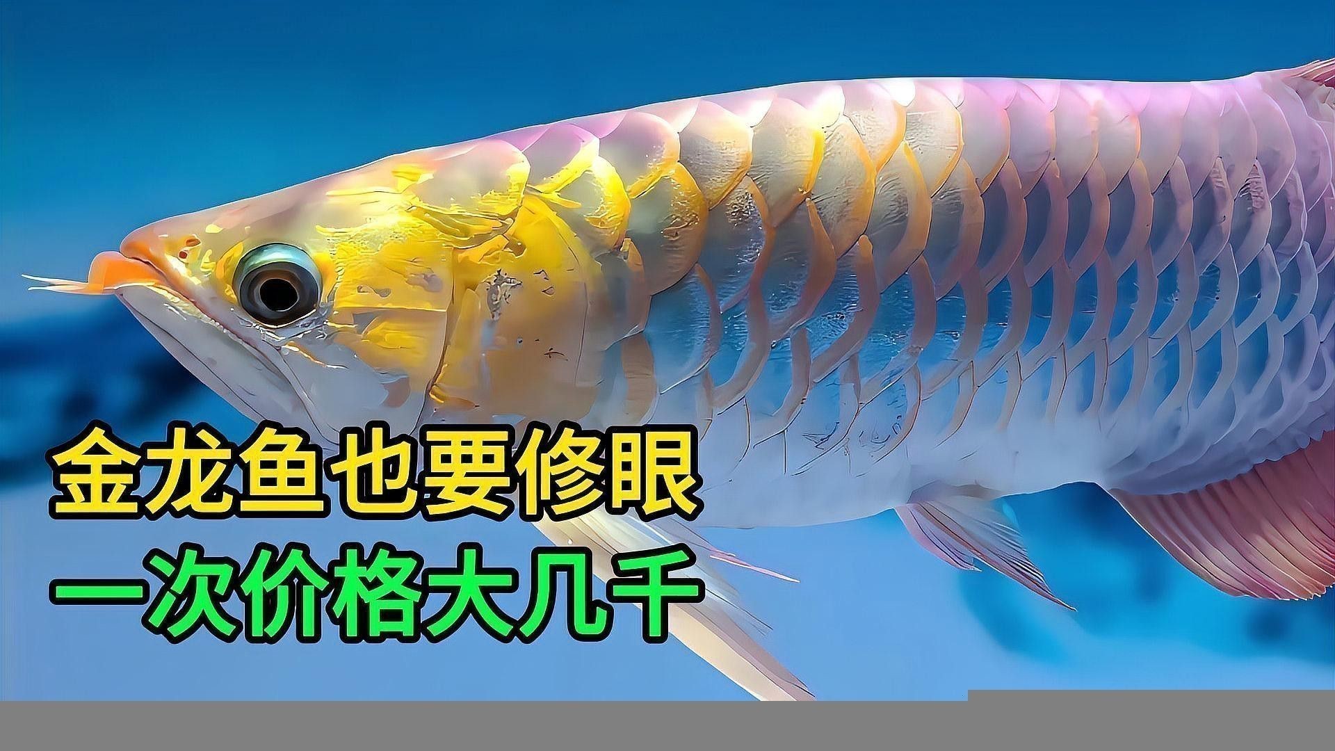 金龍魚與銀龍魚的價格對比