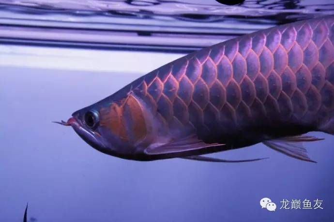 龍魚對水質變化的反應：如何判斷龍魚對水質變化的反應