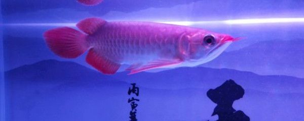 龍魚蒙眼需要開燈嗎（如何判斷龍魚是否需要開燈治療或預防蒙眼）