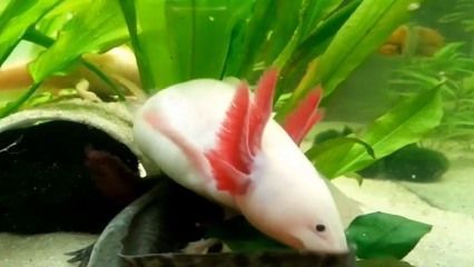 龍魚拉黑色的糞便正常嗎：龍魚的糞便顏色變化的原因