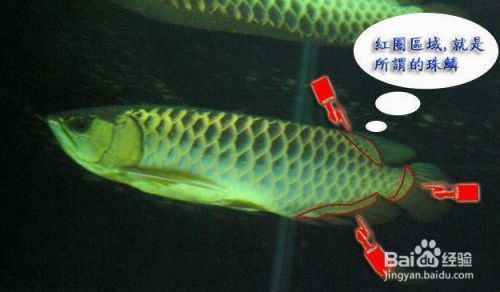 金龍魚頭部，金龍魚頭部的形態特征