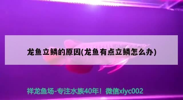 龍魚立鱗會死嗎（龍魚立鱗是否會死及其原因分析龍魚立鱗是否會死）
