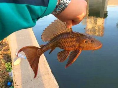 龍魚會不會吃清道夫的魚苗（如何防止龍魚誤食清道夫魚苗）