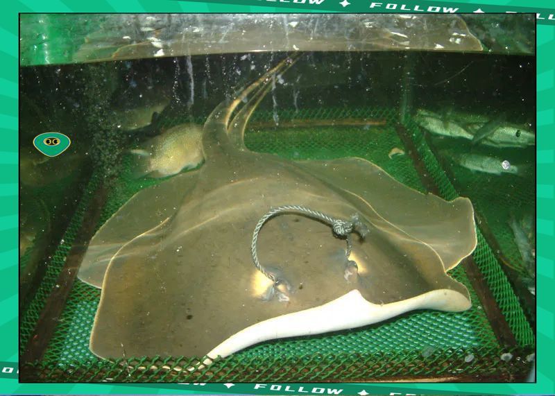 魔鬼魚治什么病最好