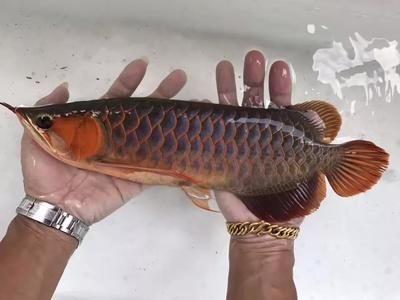 龍魚蒙眼最好最快的辦法是什么：治療龍魚蒙眼病的最佳方法