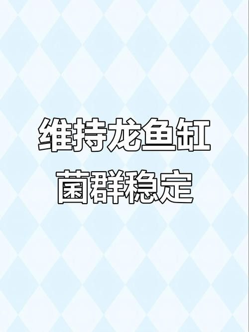 龍魚缸濾材最佳搭配圖片