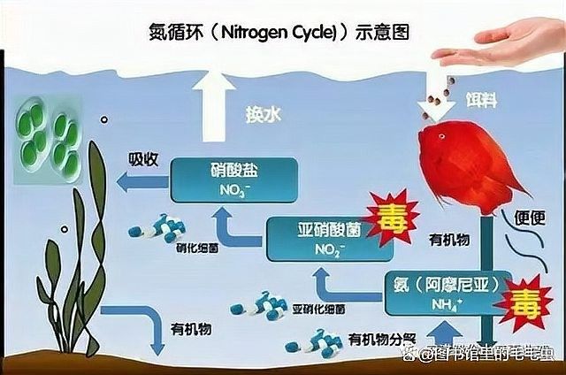 龍魚缸濾材最佳搭配圖片