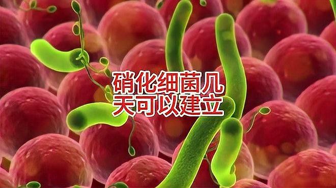 龍魚缸濾材最佳搭配圖片