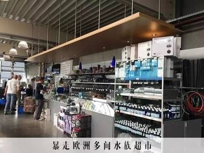 龍魚禁止進口的原因（龍魚的進口受到限制的主要原因是《瀕危野生動植物種國際貿易公約》）