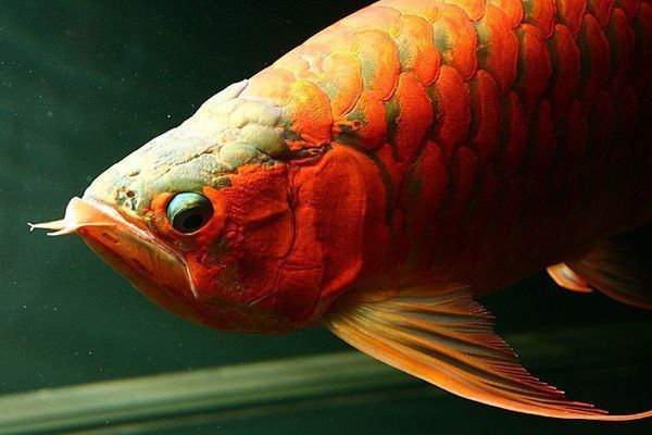 龍魚養(yǎng)大后值錢嗎：龍魚養(yǎng)大后是否值錢