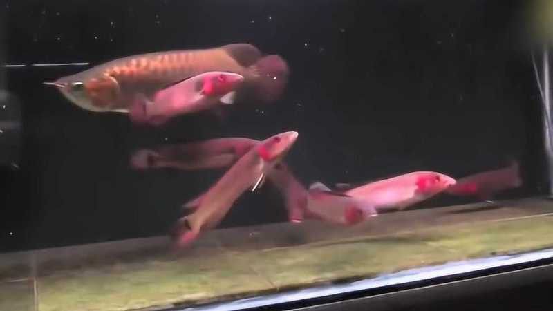 巨型紅龍魚視頻教程全集在線觀看