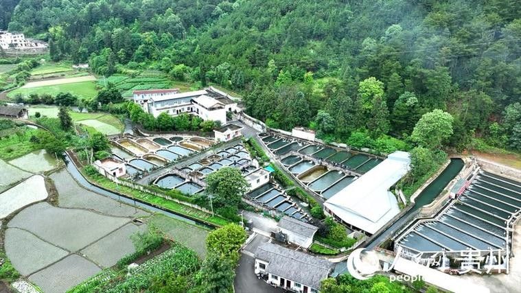 鱘龍魚圖片百度圖片