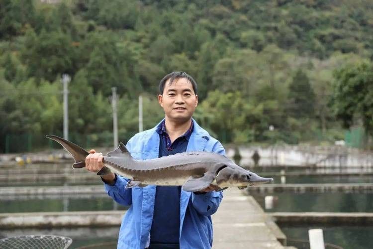 鱘龍魚圖片百度圖片