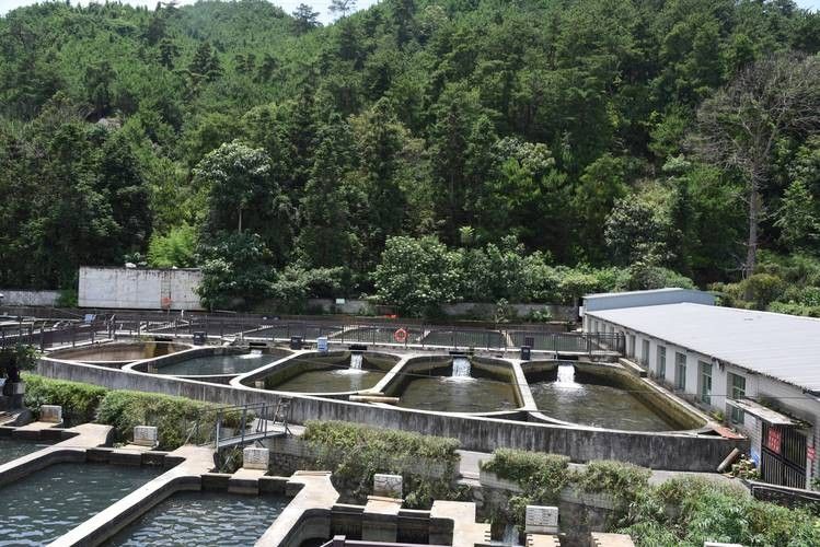 鱘龍魚圖片百度圖片