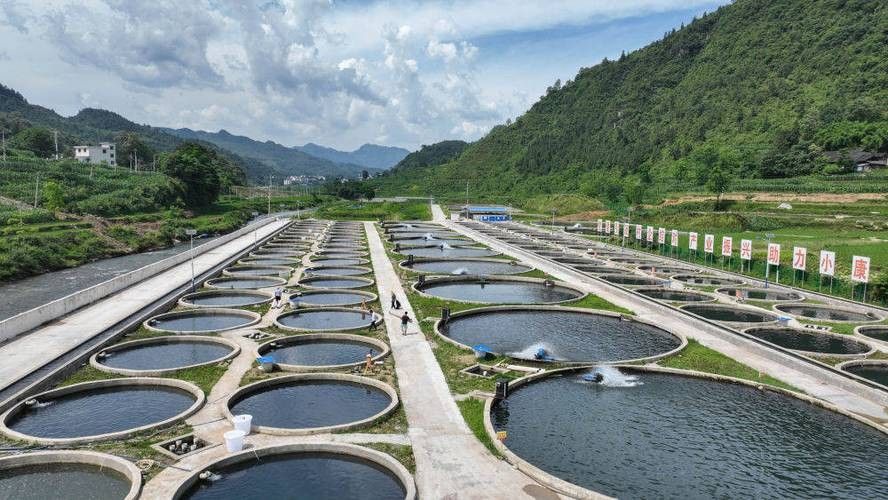 鱘龍魚圖片百度圖片