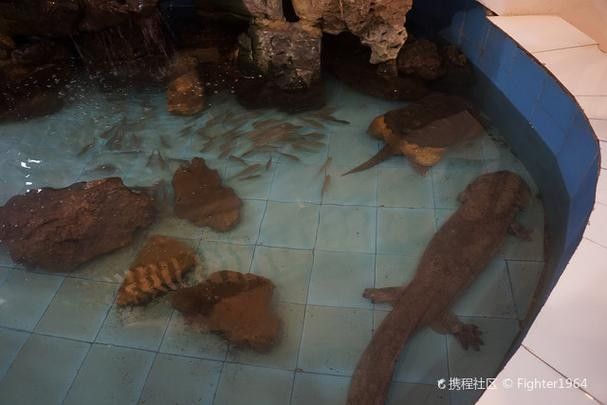 鱘龍魚圖片百度圖片