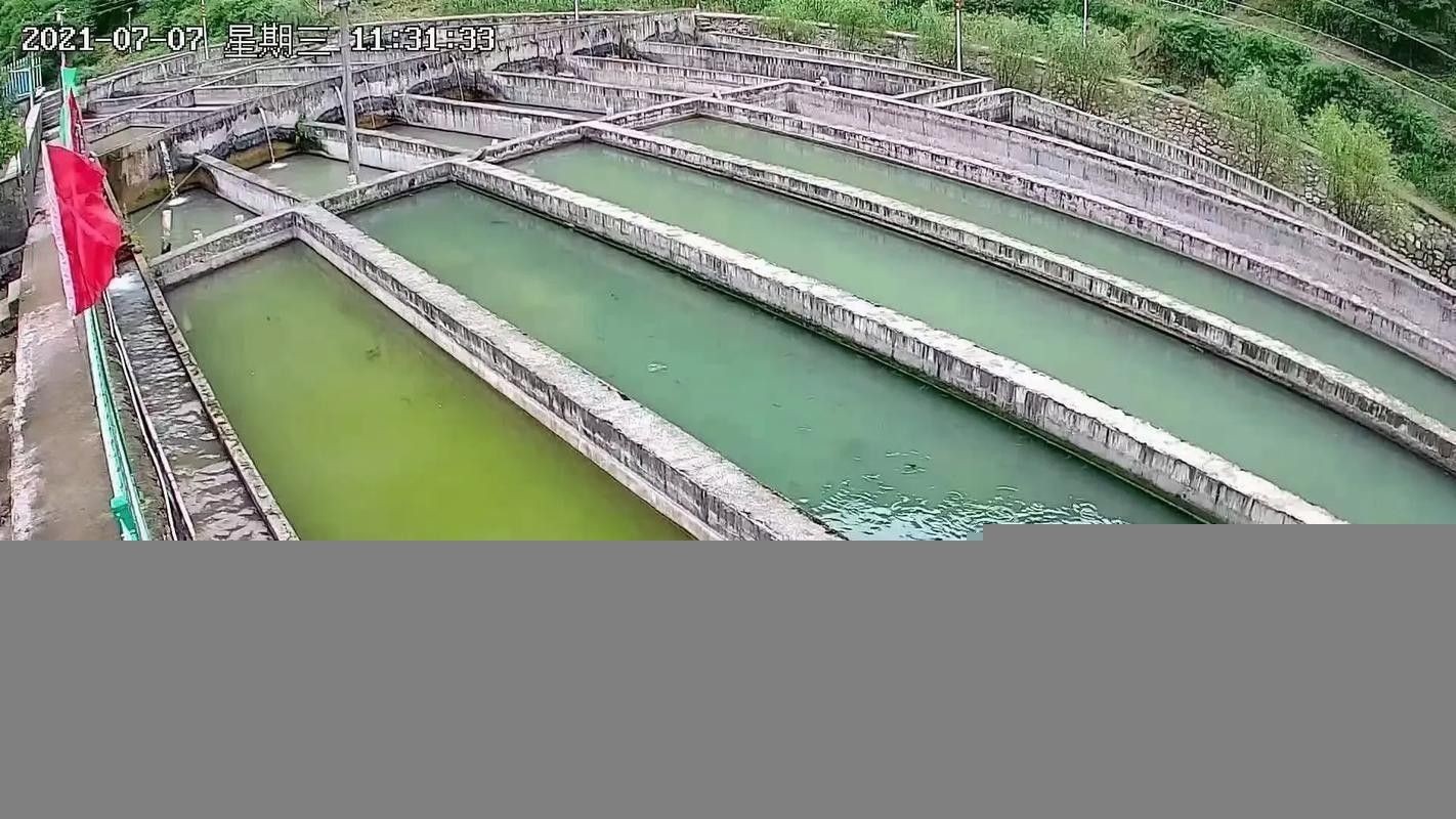 鱘龍魚圖片百度圖片