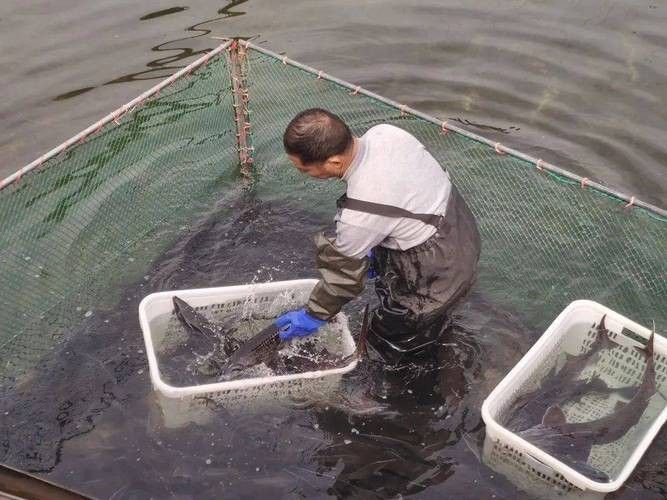 鱘龍魚圖片百度圖片