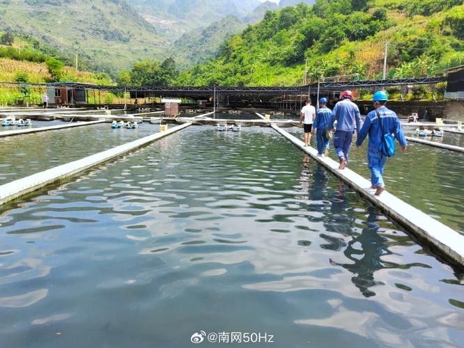 鱘龍魚圖片百度圖片