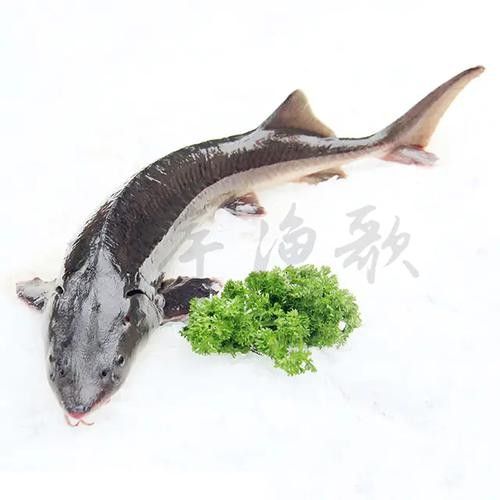 鱘龍魚圖片百度圖片