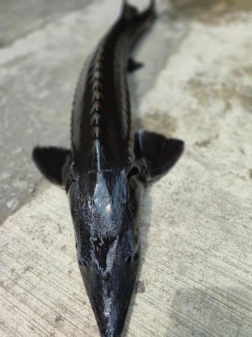 鱘龍魚圖片百度圖片