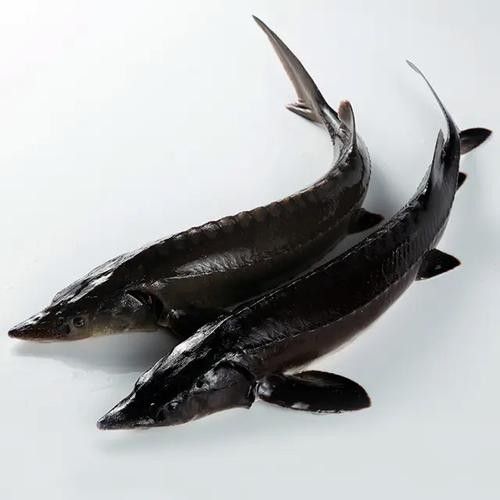 鱘龍魚圖片百度圖片