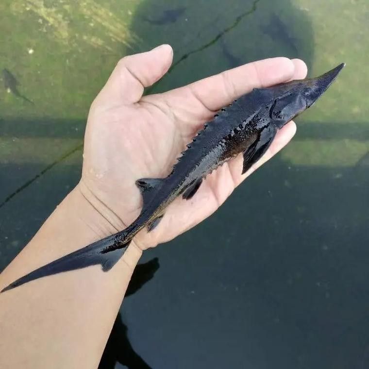 鱘龍魚圖片百度圖片